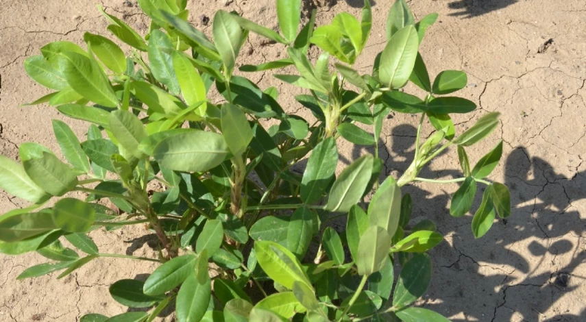 посадка арахиса