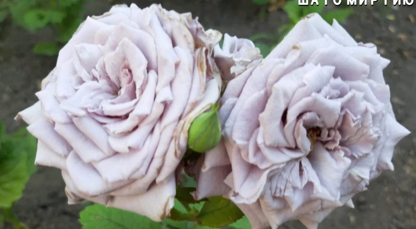 японская роза сорт шато миртию