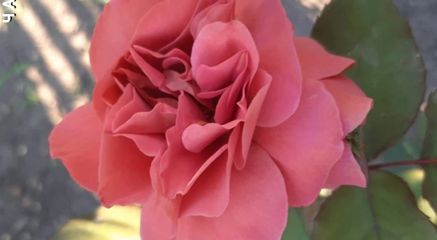 японская роза сорт чача