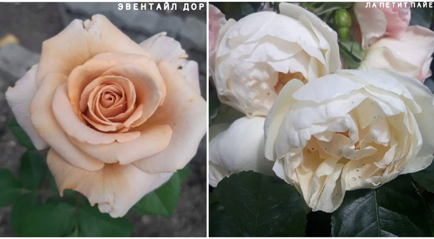 сорта роз японской селекции