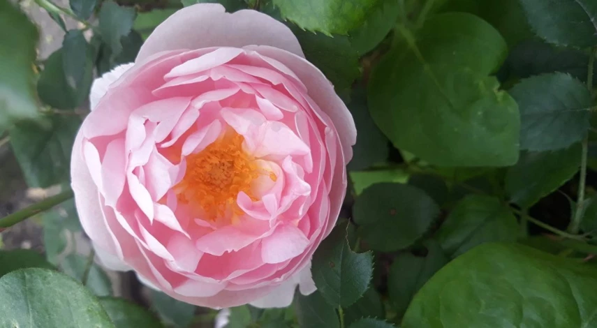 японская роза фото