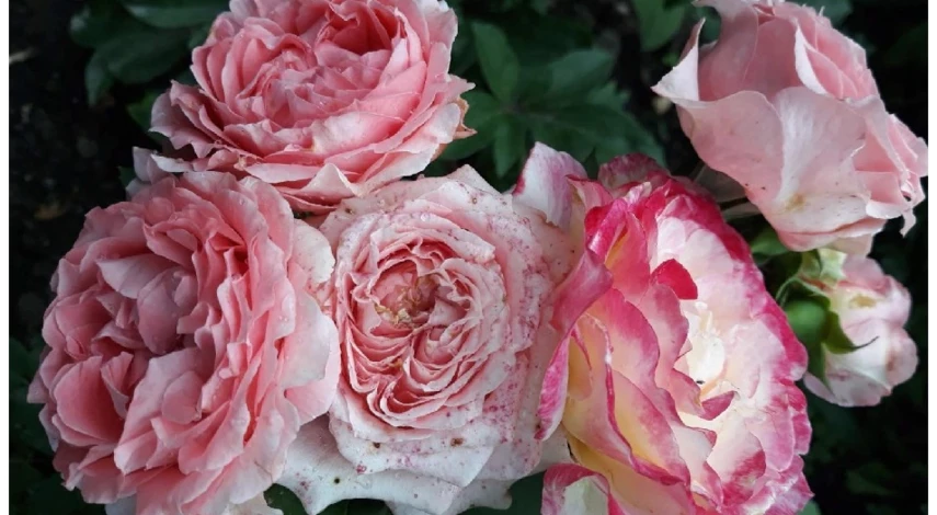 японские розы описание