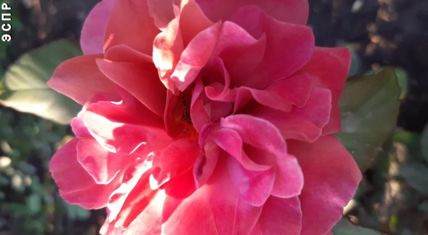 японские розы сорт эспрессо