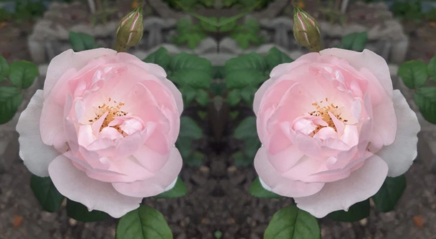 уход за розами весной после снятия укрытия