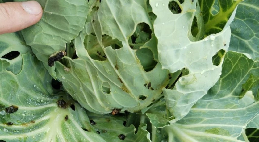 чем обработать капусту от вредителей народными
