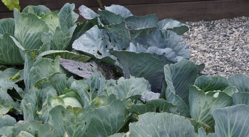обработать капусту от вредителей чем в июле