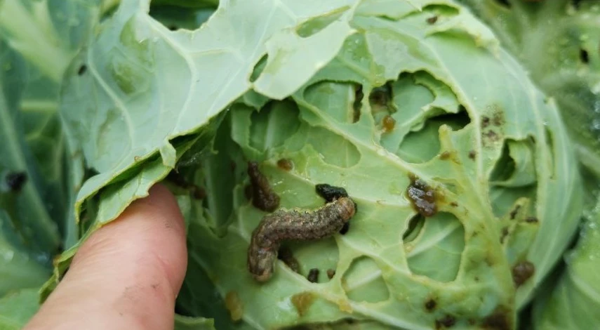 обработка капусты от вредителей рецепт