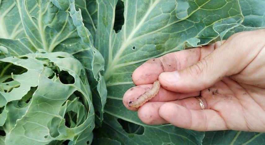чем обработать капусту от вредителей
