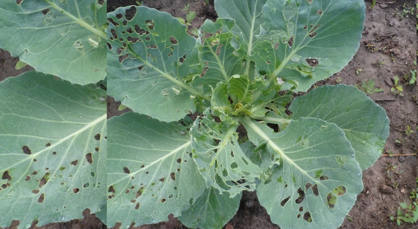 обработка капусты от вредителей народными средствами