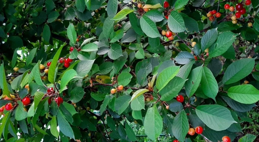 вишня черевишня