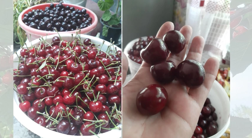 вишня черевишня