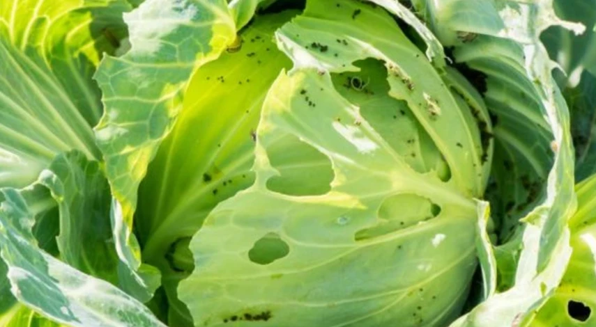 обработка капусты уксусом от вредителей