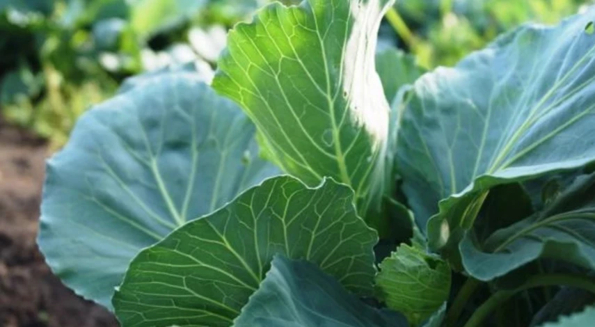 чем обработать капусту от вредителей на грядке