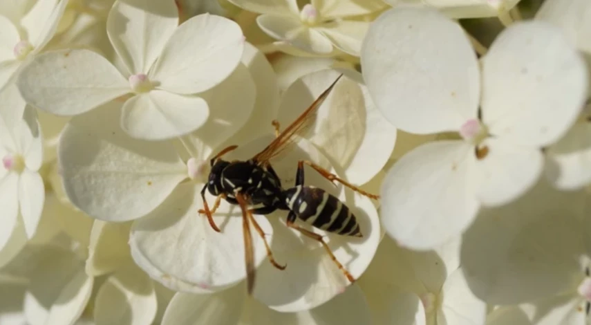 чем обработать капусту от вредителей после