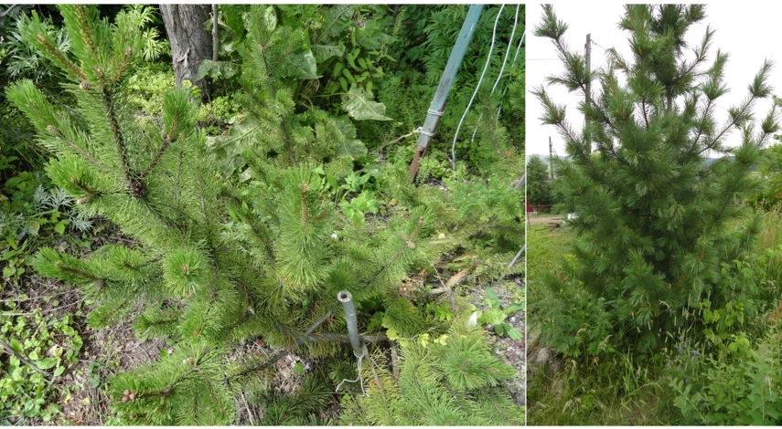 сосна и кедр