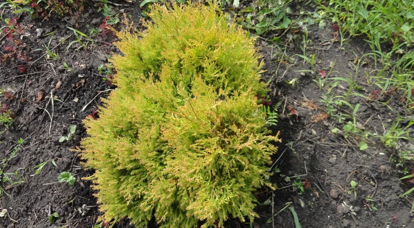 туя западная