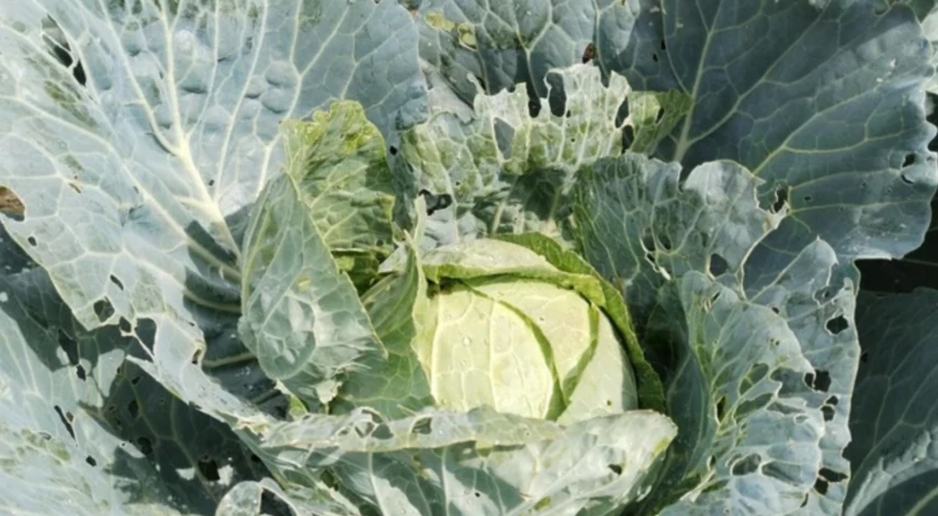 обработка капусты от вредителей