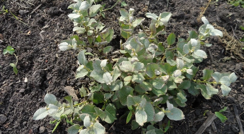 ива шерстистая