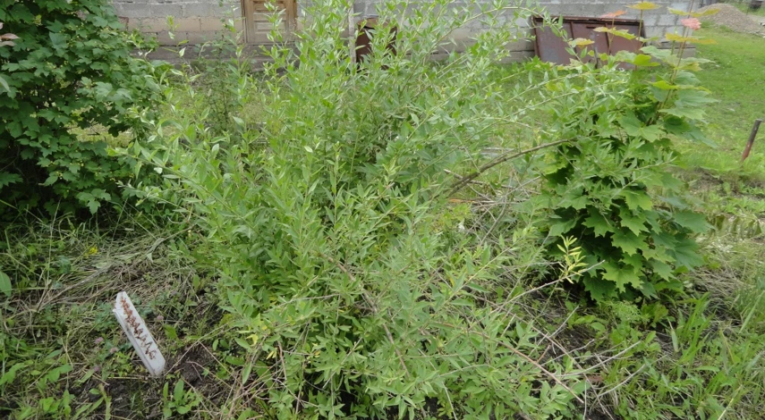 дереза годжи