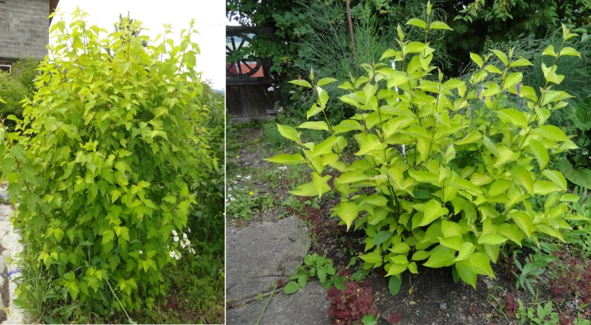 пузыреплодник и дерен