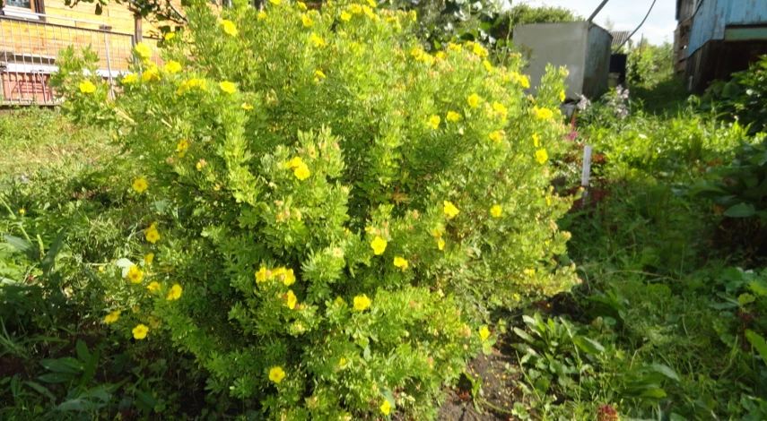 чай курильский лапчатка