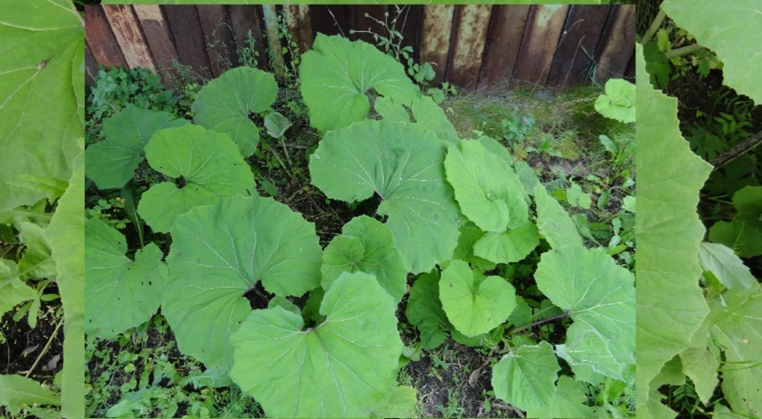 белокопытник