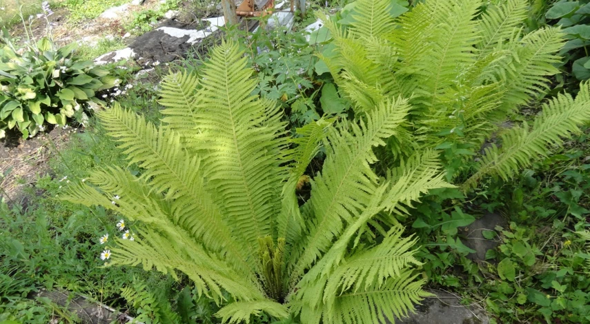 папоротник страусник