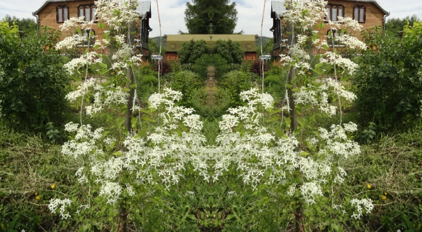 клематис маньчуржский