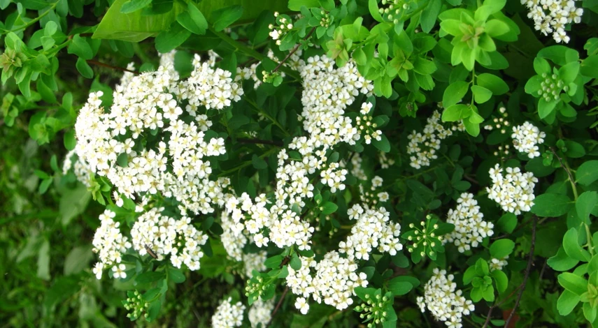 спирея вангутта