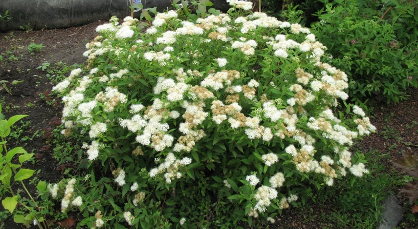 спирея японская альба