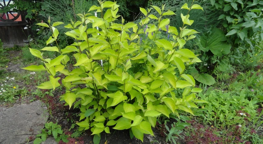 дерен белый ауреа