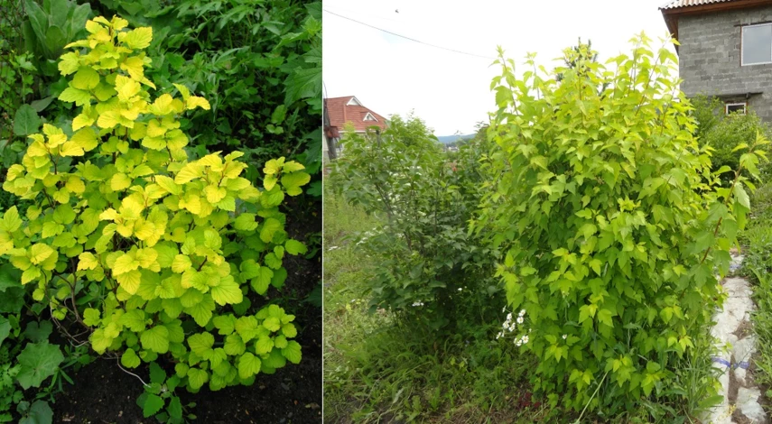 пузыреплодник ауреа