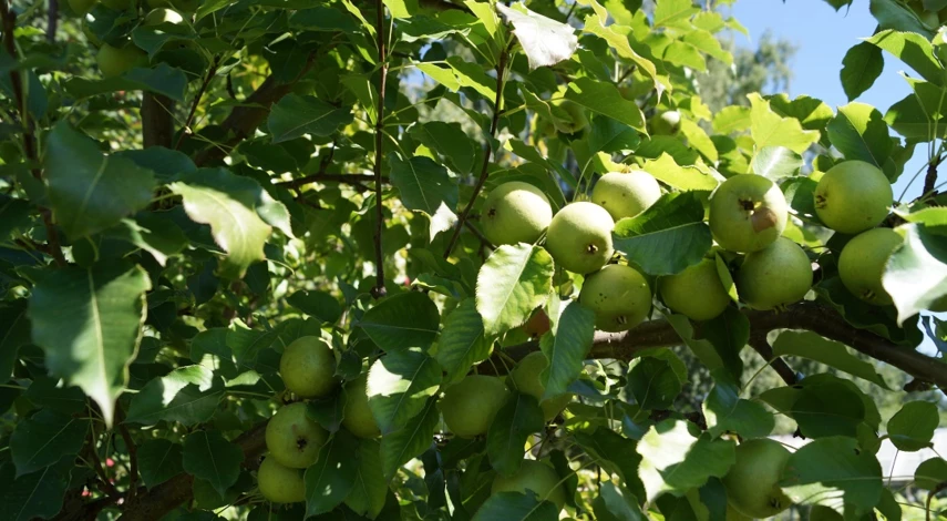 уход за грушей осенью