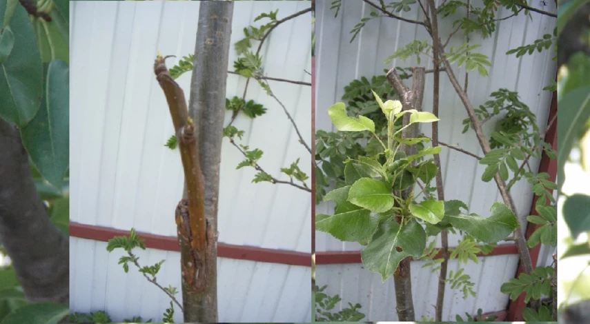 зимостойкость груши на прививке