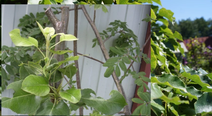 как подготовить грушу к зиме