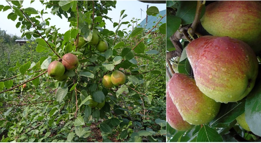 на что привить грушу