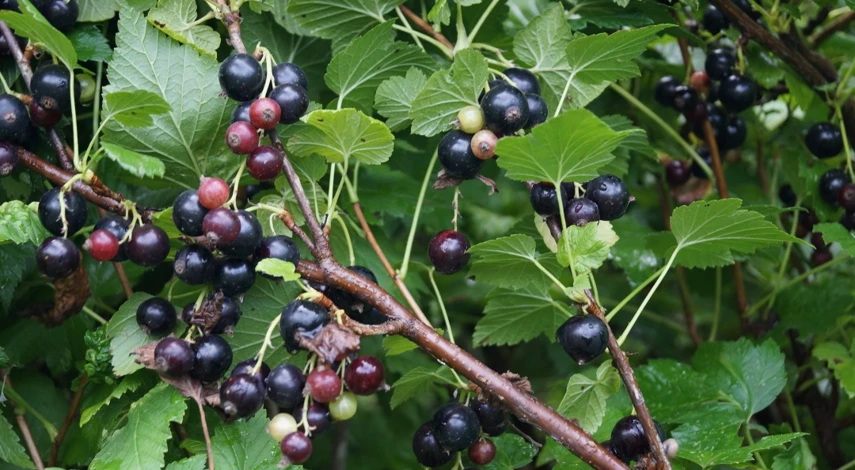 уход за смородиной весной