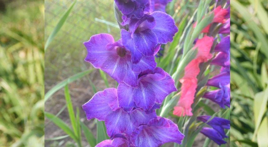 хранить гладиолусы домашних условиях