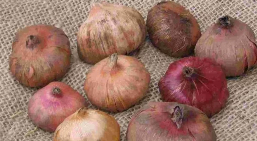 гладиолусы хранение