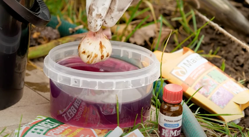 как хранить гладиолусы зимой