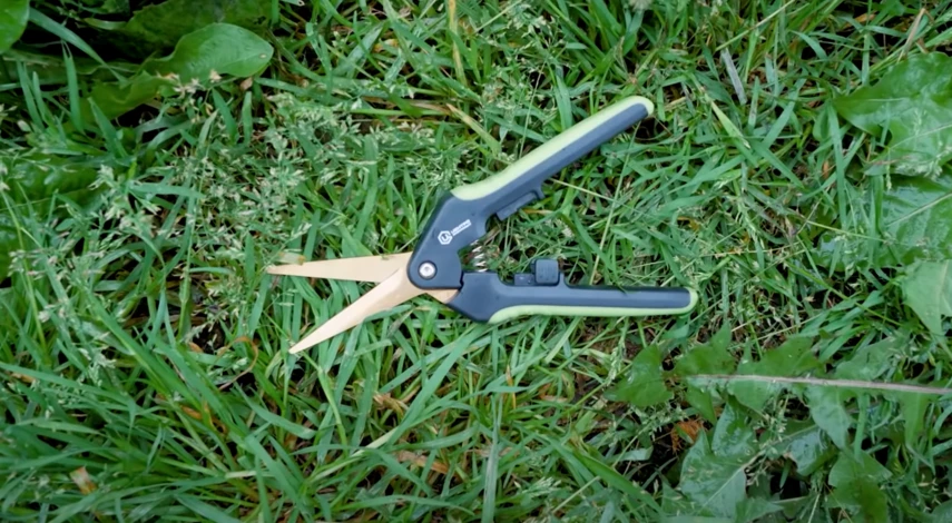 как хранить луковицы гладиолусов