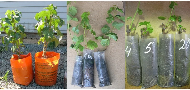 как выбрать саженец для посадки