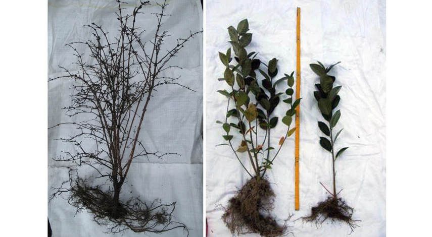 саженцы выбирайте правильно