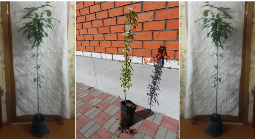 как выбрать хороший саженец