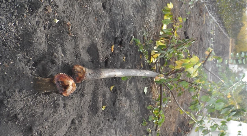 как правильно выбрать саженцы