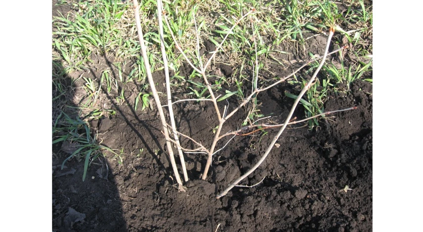 как выбрать саженцы деревьев