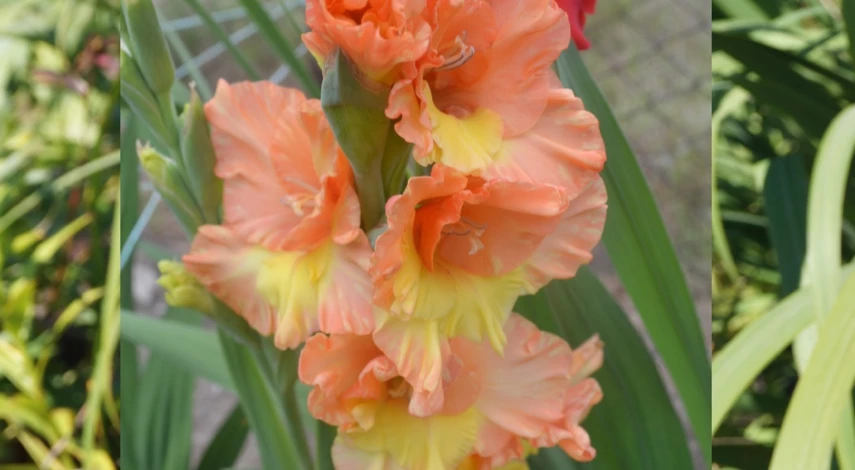 хранение гладиолусов