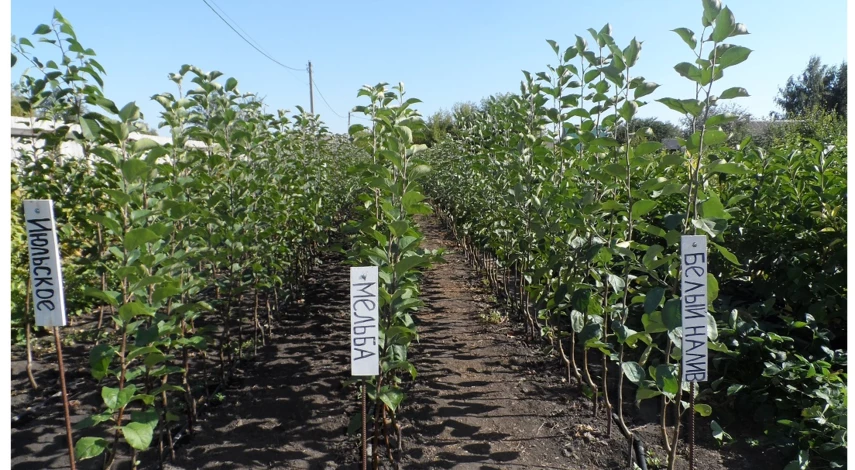 выбираем саженцы плодовых деревьев