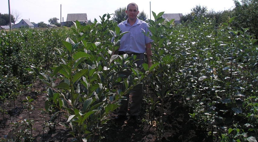 как правильно выбрать саженцы деревьев