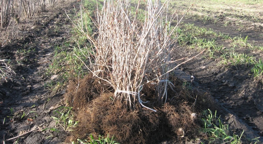 как подготовить саженцы к посадке